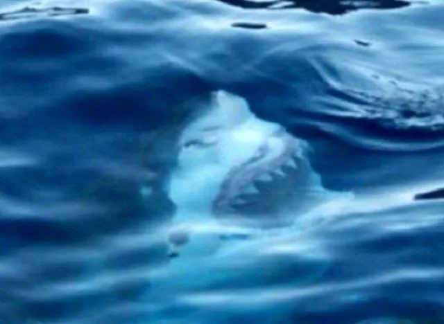 15 Foto yang Akan Membuatmu Berpikir Dua Kali Untuk Berenang Di Laut. Ngeri Juga ya Ternyata! 18