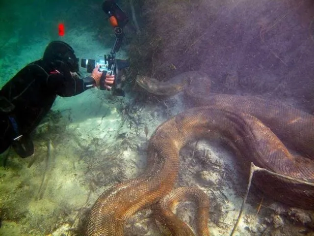 15 Foto yang Akan Membuatmu Berpikir Dua Kali Untuk Berenang Di Laut. Ngeri Juga ya Ternyata! 27