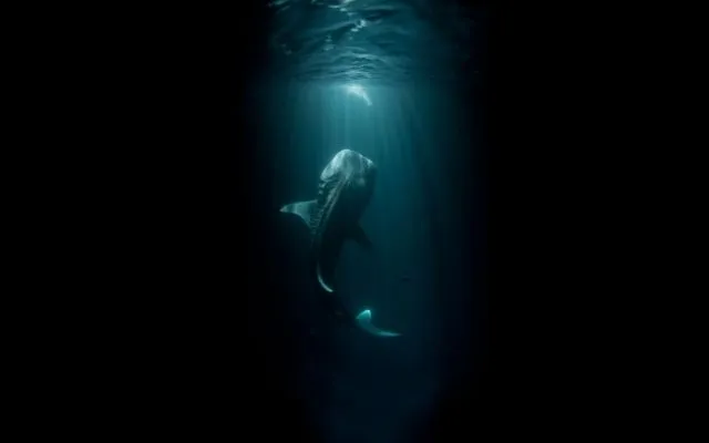 15 Foto yang Akan Membuatmu Berpikir Dua Kali Untuk Berenang Di Laut. Ngeri Juga ya Ternyata! 28