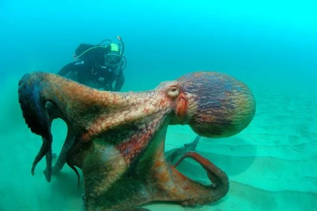 15 Foto yang Akan Membuatmu Berpikir Dua Kali Untuk Berenang Di Laut. Ngeri Juga ya Ternyata! 21