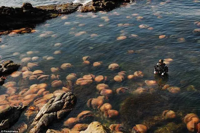 15 Foto yang Akan Membuatmu Berpikir Dua Kali Untuk Berenang Di Laut. Ngeri Juga ya Ternyata! 30
