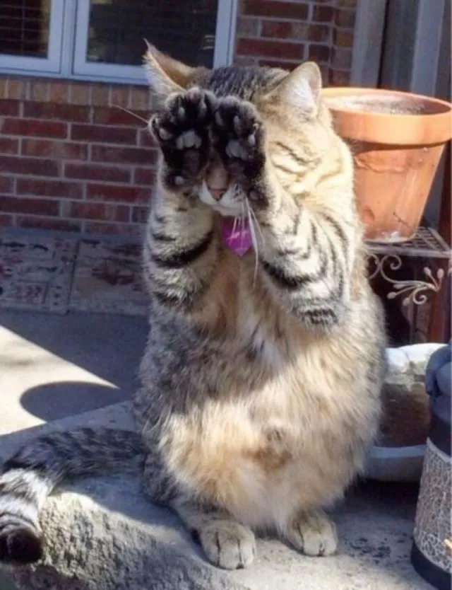 19 Kelakuan Kucing yang Ketahuan Sedang Mirip Manusia, Mungkin Memang Mencerminkan Majikannya 38