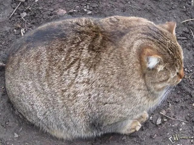 19 Kelakuan Kucing yang Ketahuan Sedang Mirip Manusia, Mungkin Memang Mencerminkan Majikannya 22