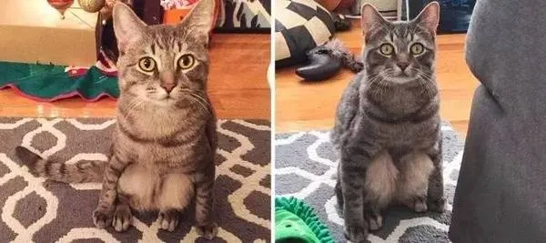 19 Kelakuan Kucing yang Ketahuan Sedang Mirip Manusia, Mungkin Memang Mencerminkan Majikannya 26