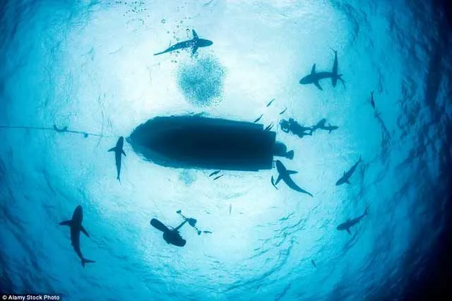 15 Foto yang Akan Membuatmu Berpikir Dua Kali Untuk Berenang Di Laut. Ngeri Juga ya Ternyata! 29