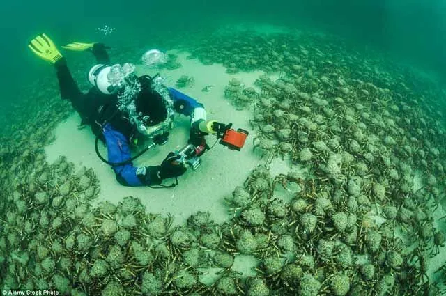 15 Foto yang Akan Membuatmu Berpikir Dua Kali Untuk Berenang Di Laut. Ngeri Juga ya Ternyata! 19