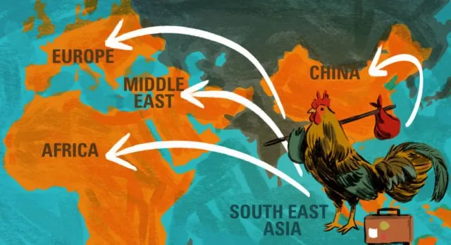 Di Balik Realita Industri Pangan Global. Ini Kisahnya Daging Ayam Jadi Pilihan No.1 Orang Sedunia 6