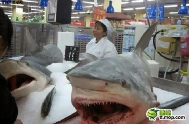 Heboh Daging Ular di Supermarket Kita, Ternyata Ada yang Lebih Seram Dijual di China 9