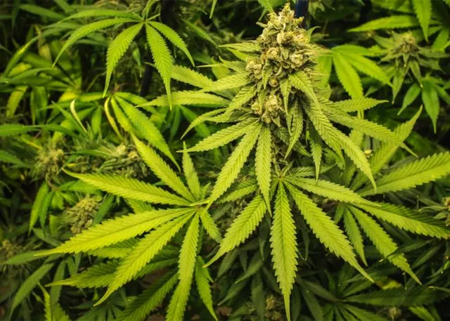 Di Beberapa Tempat Berikut Ternyata Ganja Legal, Lho. Tapi Tetap Ada Aturan yang Sangat Ketat Sih 5