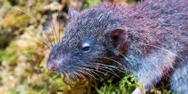 Muncul Lagi Hewan Misterius dari Dasar Bumi, Kok Makin Sering Ya?! 8 Spesies Baru Ini Aneh Banget 19