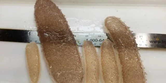 Muncul Lagi Hewan Misterius dari Dasar Bumi, Kok Makin Sering Ya?! 8 Spesies Baru Ini Aneh Banget 11