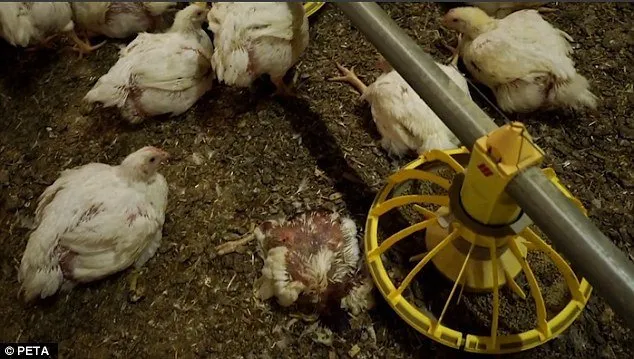 Di Balik Gemuk dan Murahnya Harga Ayam Broiler di Pasaran, Ini 9 Bahaya yang Harus Kamu Pahami 15