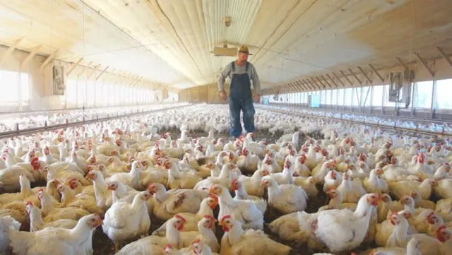 Di Balik Gemuk dan Murahnya Harga Ayam Broiler di Pasaran, Ini 9 Bahaya yang Harus Kamu Pahami 10