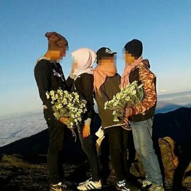 Heboh Pendaki Memetik Edelweiss di Gunung Rinjani. Pendaki Kayak Begini yang Bisa Dibilang Ndeso! 4