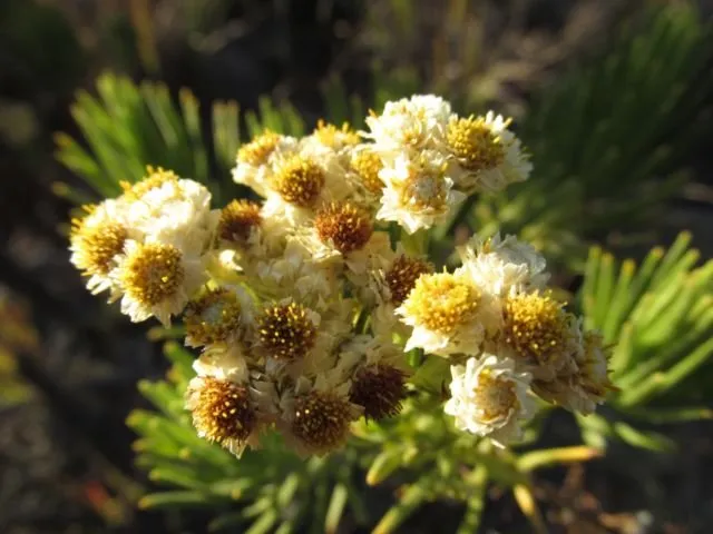 Meski Namanya Bule, Bunga Edelweiss Ternyata Spesial Banget Lho Buat Indonesia! Cek Deh Faktanya 25