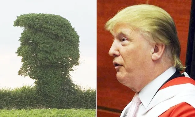 Misteri di Balik Rambut Donald Trump Terungkap! Saking Seringnya Diomongin, Para Ahli Angkat Bicara 13