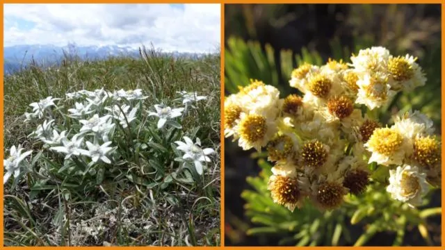 Meski Namanya Bule, Bunga Edelweiss Ternyata Spesial Banget Lho Buat Indonesia! Cek Deh Faktanya 20