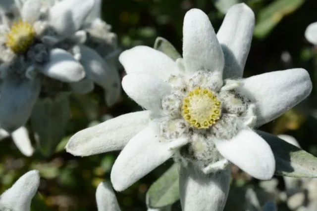 Meski Namanya Bule, Bunga Edelweiss Ternyata Spesial Banget Lho Buat Indonesia! Cek Deh Faktanya 22