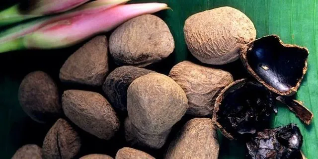 Penuh Racun & Berbahaya, Tapi Masih Aja Ada yang Mau Makan. Ini 13 Makanan Paling Beracun di Dunia 22
