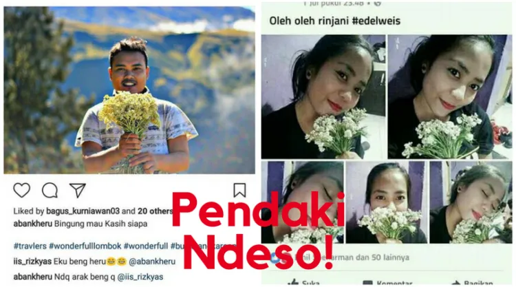 Pendaki Bandel Memetik Edelweiss di Gunung Merbabu. Ini Dia Hukuman yang Dijatuhkan Untuknya! 4