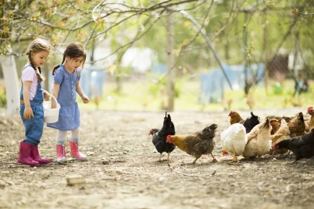 Di Balik Gemuk dan Murahnya Harga Ayam Broiler di Pasaran, Ini 9 Bahaya yang Harus Kamu Pahami 17