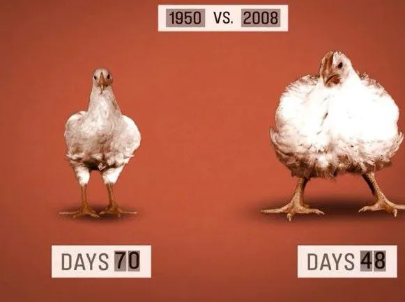 Di Balik Gemuk dan Murahnya Harga Ayam Broiler di Pasaran, Ini 9 Bahaya yang Harus Kamu Pahami 13