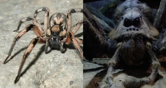 Muncul Lagi Hewan Misterius dari Dasar Bumi, Kok Makin Sering Ya?! 8 Spesies Baru Ini Aneh Banget 15