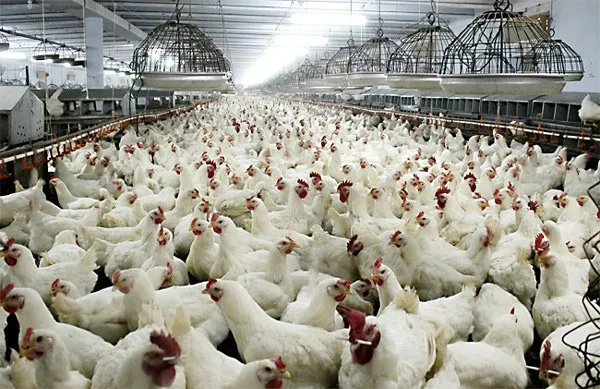 Di Balik Realita Industri Pangan Global. Ini Kisahnya Daging Ayam Jadi Pilihan No.1 Orang Sedunia 8
