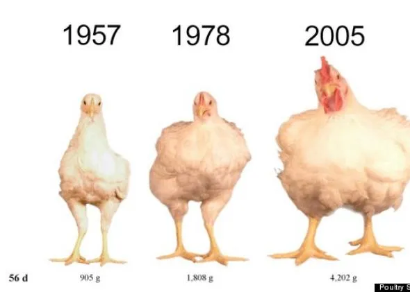 Di Balik Realita Industri Pangan Global. Ini Kisahnya Daging Ayam Jadi Pilihan No.1 Orang Sedunia 7