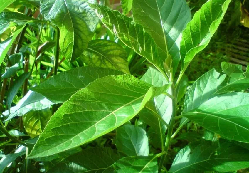 Khasiat Daun Afrika Selatan dalam Mengatasi Berbagai Penyakit Keras, Mulai dari Gagal Ginjal Hingga Diabetes yang Ganas