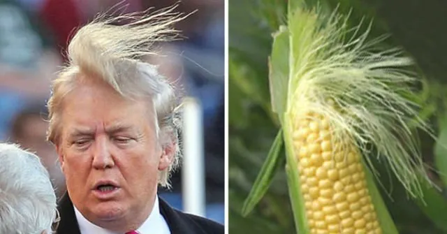 Misteri di Balik Rambut Donald Trump Terungkap! Saking Seringnya Diomongin, Para Ahli Angkat Bicara 14