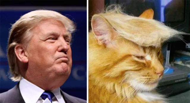 Misteri di Balik Rambut Donald Trump Terungkap! Saking Seringnya Diomongin, Para Ahli Angkat Bicara 11