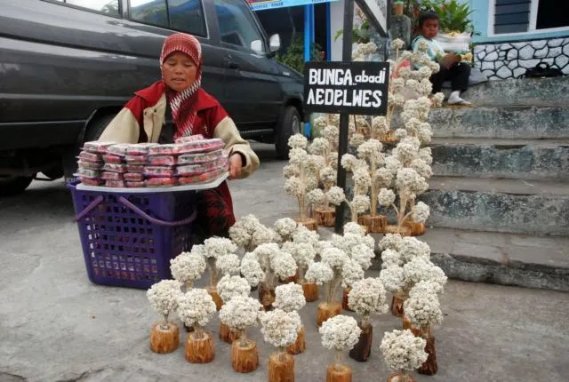Meski Namanya Bule, Bunga Edelweiss Ternyata Spesial Banget Lho Buat Indonesia! Cek Deh Faktanya 32