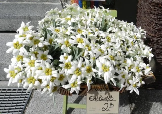 Meski Namanya Bule, Bunga Edelweiss Ternyata Spesial Banget Lho Buat Indonesia! Cek Deh Faktanya 28
