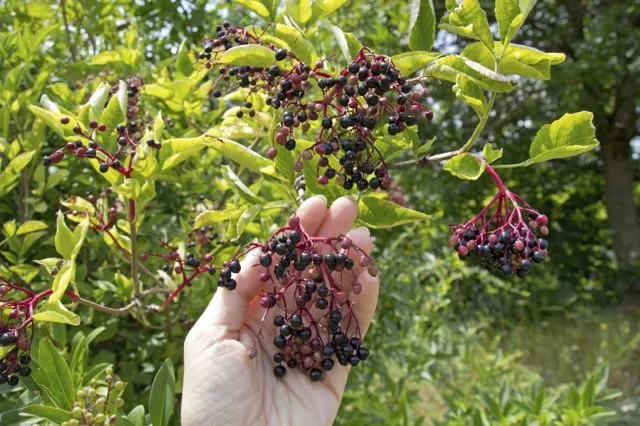 Penuh Racun & Berbahaya, Tapi Masih Aja Ada yang Mau Makan. Ini 13 Makanan Paling Beracun di Dunia 24