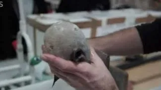 Muncul Lagi Hewan Misterius dari Dasar Bumi, Kok Makin Sering Ya?! 8 Spesies Baru Ini Aneh Banget 14