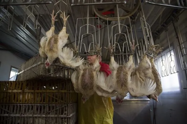 Di Balik Gemuk dan Murahnya Harga Ayam Broiler di Pasaran, Ini 9 Bahaya yang Harus Kamu Pahami 12