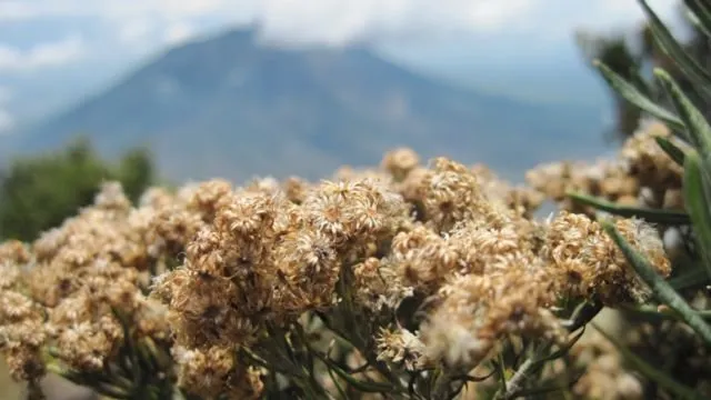 Meski Namanya Bule, Bunga Edelweiss Ternyata Spesial Banget Lho Buat Indonesia! Cek Deh Faktanya 24