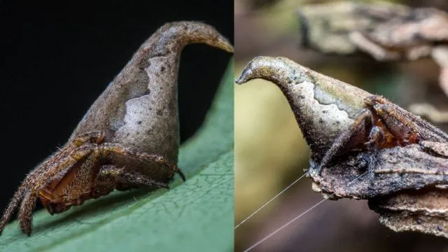 Muncul Lagi Hewan Misterius dari Dasar Bumi, Kok Makin Sering Ya?! 8 Spesies Baru Ini Aneh Banget 18