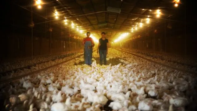 Di Balik Gemuk dan Murahnya Harga Ayam Broiler di Pasaran, Ini 9 Bahaya yang Harus Kamu Pahami 18