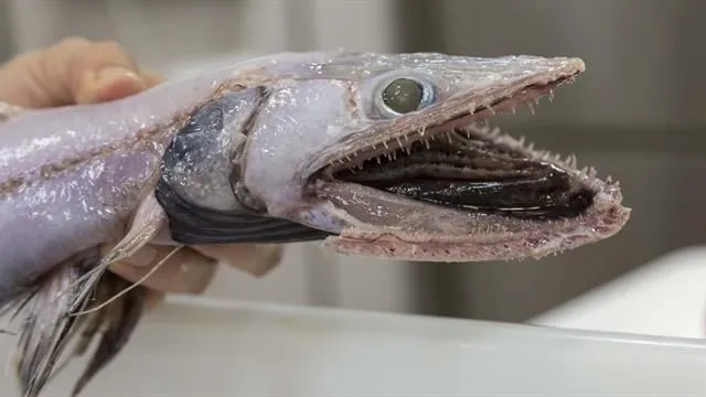 Muncul Lagi Hewan Misterius dari Dasar Bumi, Kok Makin Sering Ya?! 8 Spesies Baru Ini Aneh Banget 16