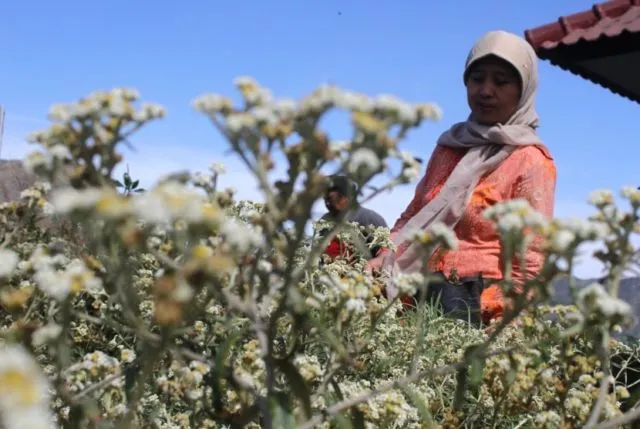 Meski Namanya Bule, Bunga Edelweiss Ternyata Spesial Banget Lho Buat Indonesia! Cek Deh Faktanya 31