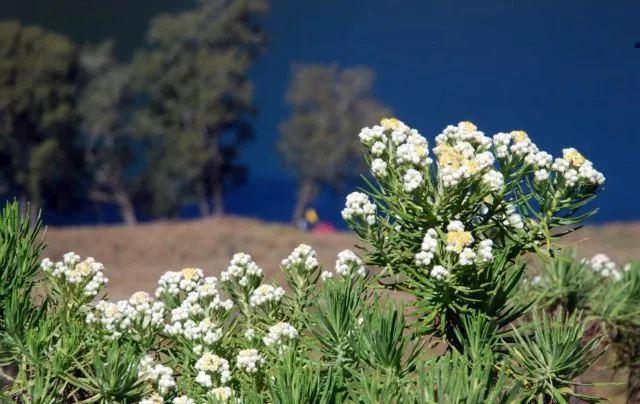 Meski Namanya Bule, Bunga Edelweiss Ternyata Spesial Banget Lho Buat Indonesia! Cek Deh Faktanya 21