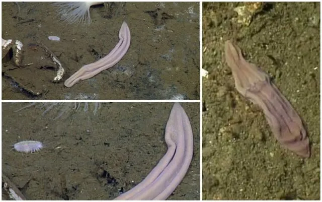 Muncul Lagi Hewan Misterius dari Dasar Bumi, Kok Makin Sering Ya?! 8 Spesies Baru Ini Aneh Banget 12