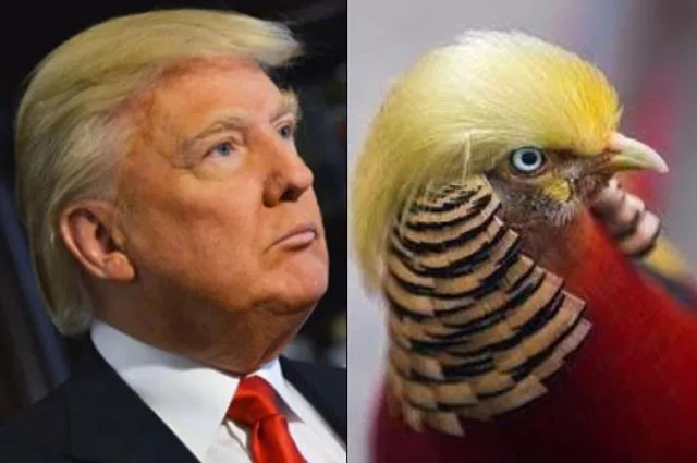 Misteri di Balik Rambut Donald Trump Terungkap! Saking Seringnya Diomongin, Para Ahli Angkat Bicara 16