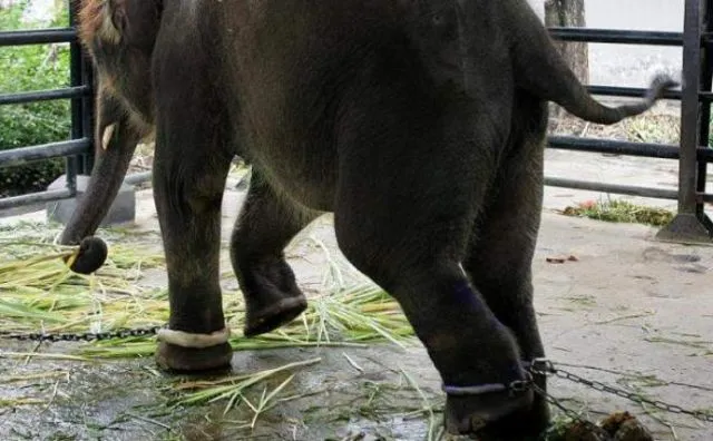 Lagi, Kebun Binatang Surabaya Dapat Sorotan Dunia, ‘Kebun Binatang Terkejam di Dunia’ Katanya 3