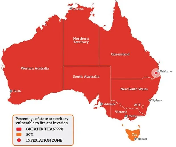 Australia Nyatakan Perang Besar! Bukan ke Negara Lain, Tapi Lawan Semut Api yang Jajah Wilayahnya 5