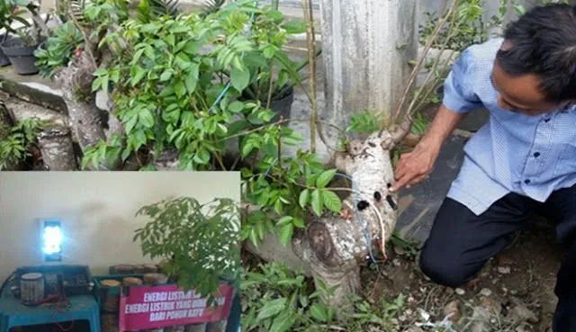 Mengenal Lebih Jauh Sosok Naufal Raziq, Penemu Energi Listrik dari Pohon Kedondong 4