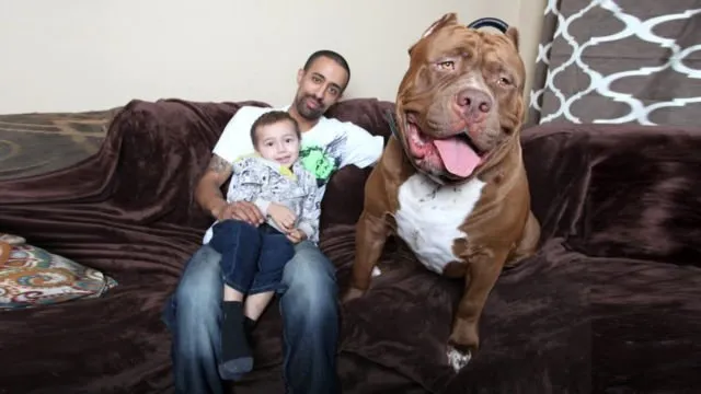 Bocah Tewas Karena Serangan Brutal Pit Bull di Malang. Ini Keganasan Hewan atau Kelalaian Manusia? 5