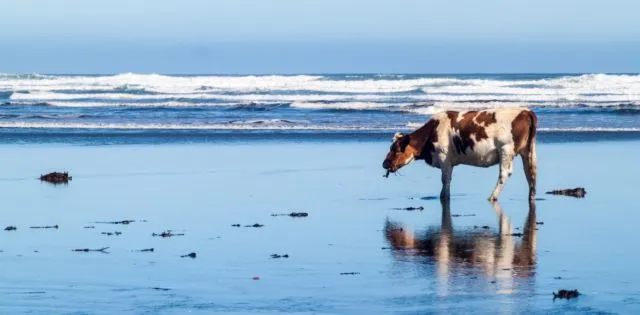 Bukan Cuma Snack Lezat, Rumput Laut Ternyata Jadi Kunci Untuk Selamatkan Dunia. Kamu Harus Tahu Nih 5